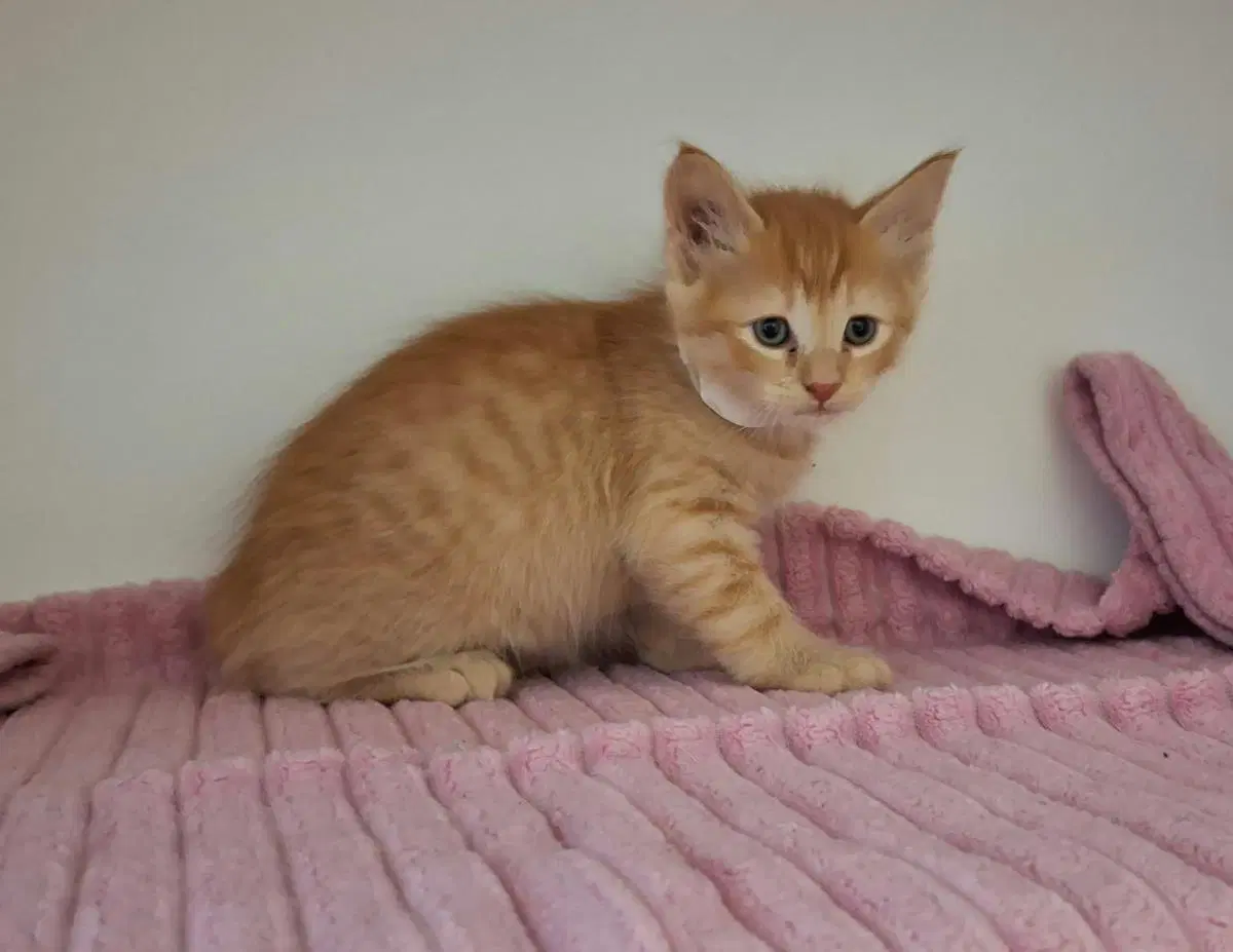 Toulouse - Domestic Short Hair