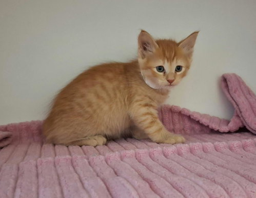 Toulouse, Domestic Short Hair / Mixed