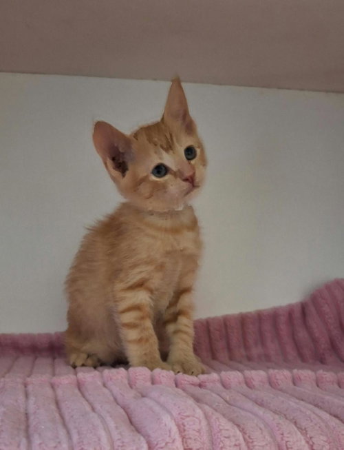 Toffee, Domestic Short Hair / Manx / Mixed