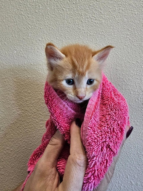 Photo 2 of Toffee