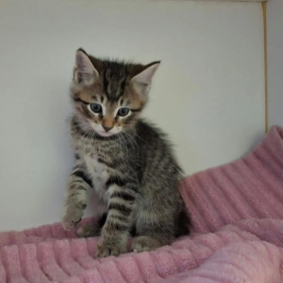 Bentley - Domestic Short Hair