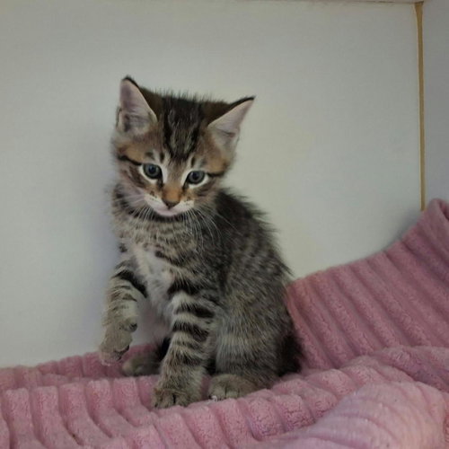 Bentley, Domestic Short Hair / Mixed
