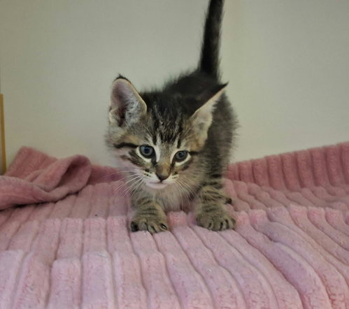 Birdie, Domestic Short Hair / Mixed