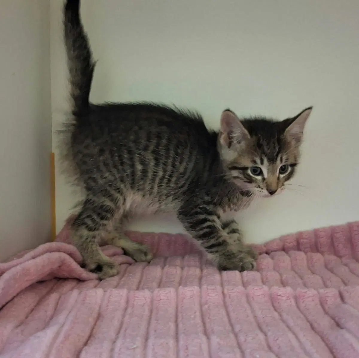 Beau - Domestic Short Hair