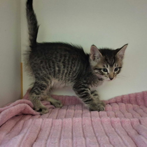 Beau, Domestic Short Hair / Mixed