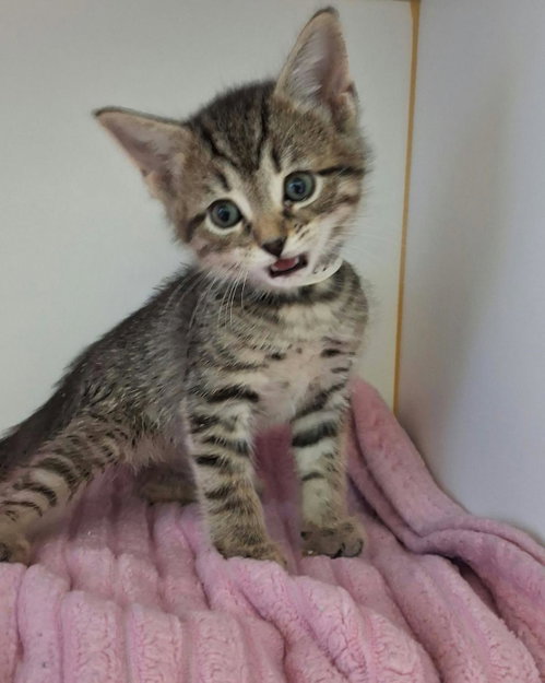 Bonnie, Domestic Short Hair / Mixed