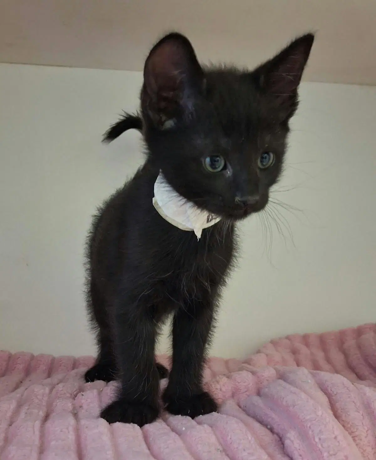 Brooks - Domestic Short Hair