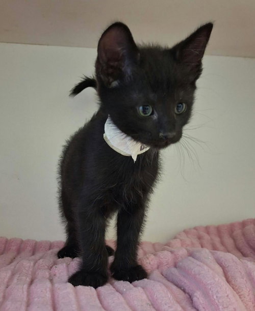 Brooks, Domestic Short Hair / Mixed