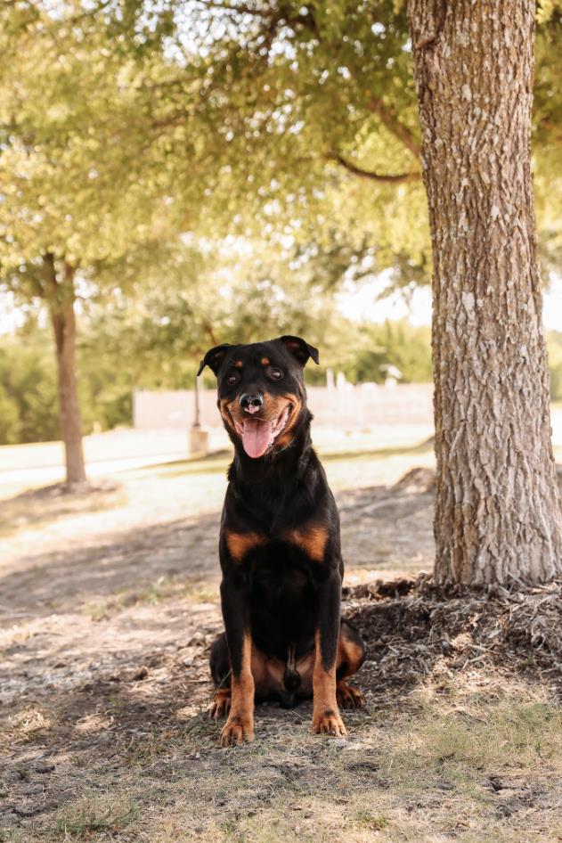 Eragon-$75 Adoption Fee! Diamond Dog!