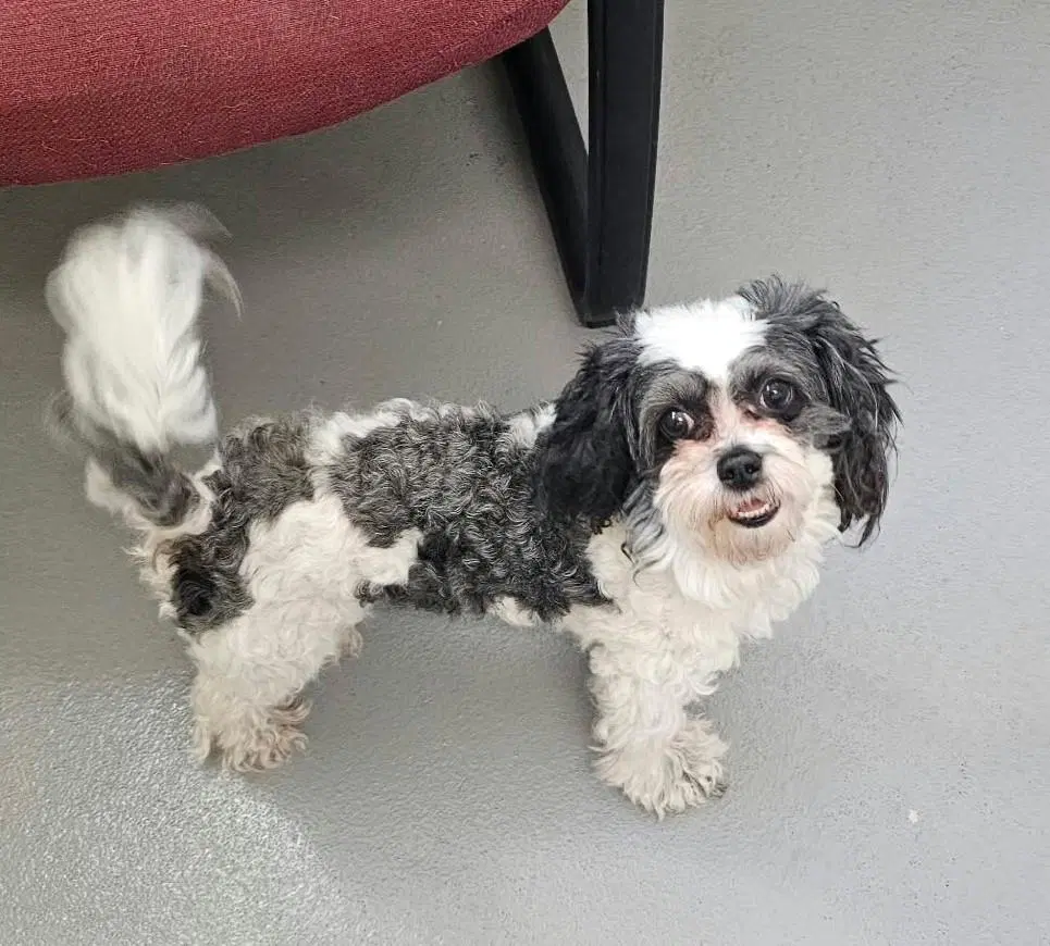 Found Stray Kiki - Shih Tzu