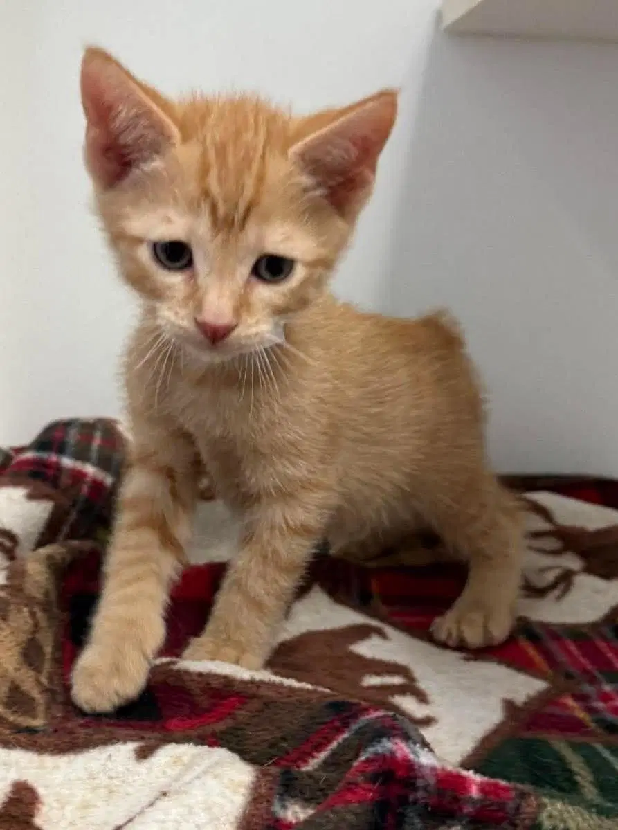Teddy - Domestic Short Hair