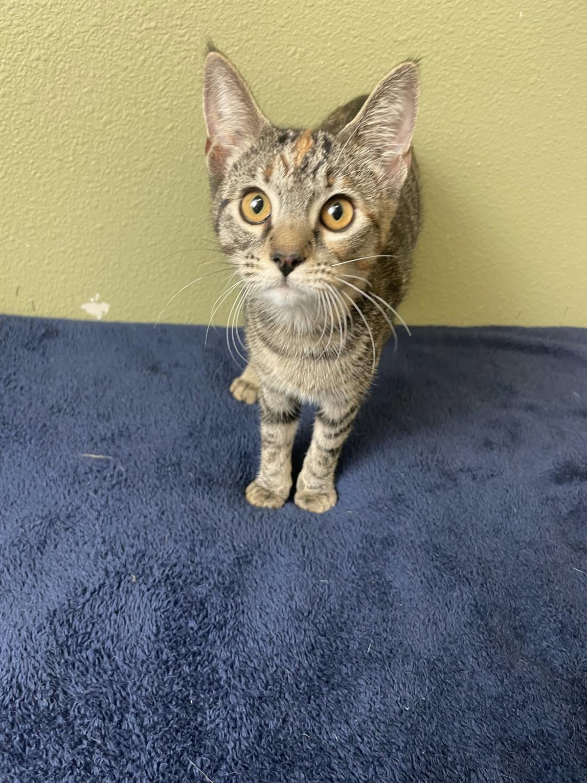 Bon Bon-In Foster