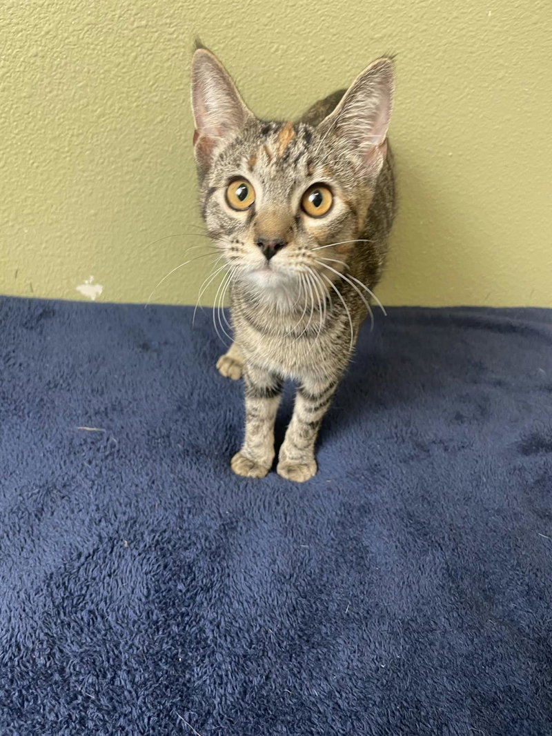 Bon Bon-In Foster, a young female cat up for adoption