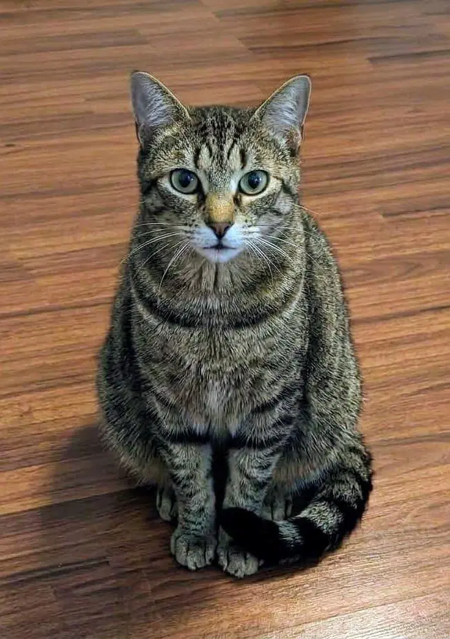 Magic - Domestic Short Hair