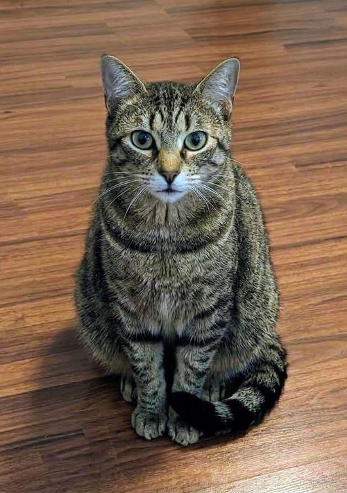 Magic, Domestic Short Hair / Mixed