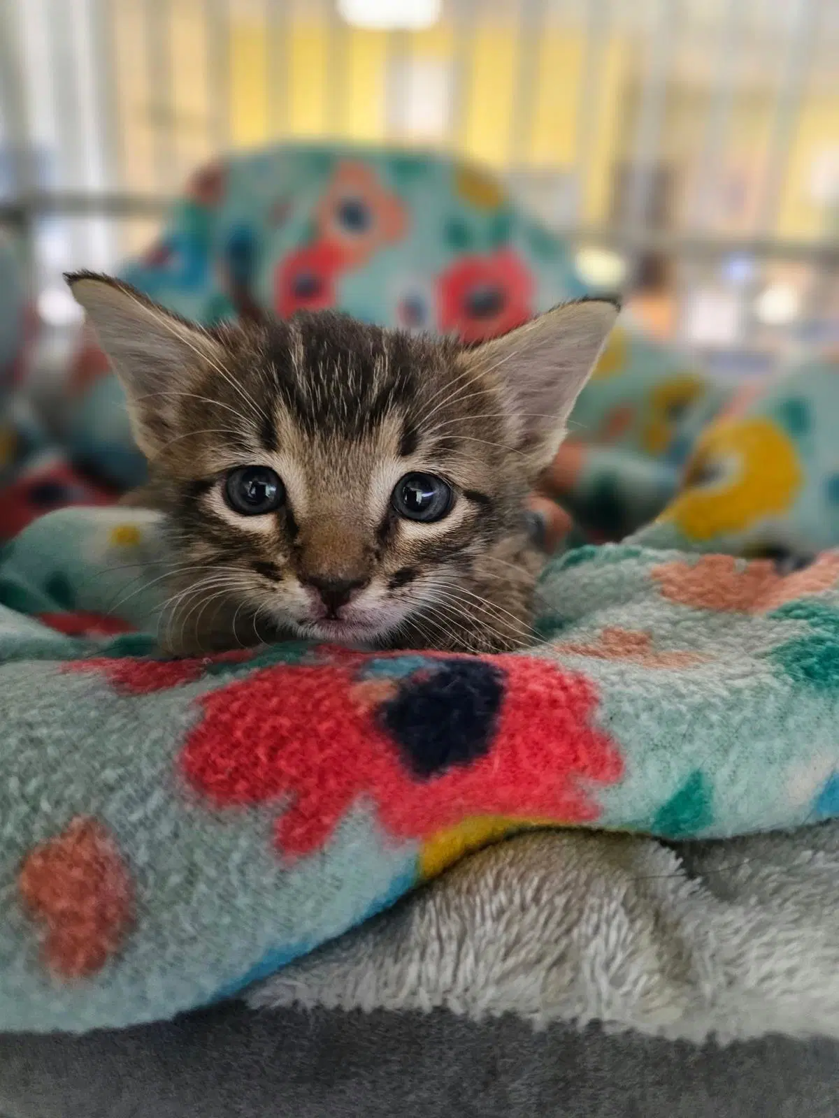 Bones - Domestic Short Hair