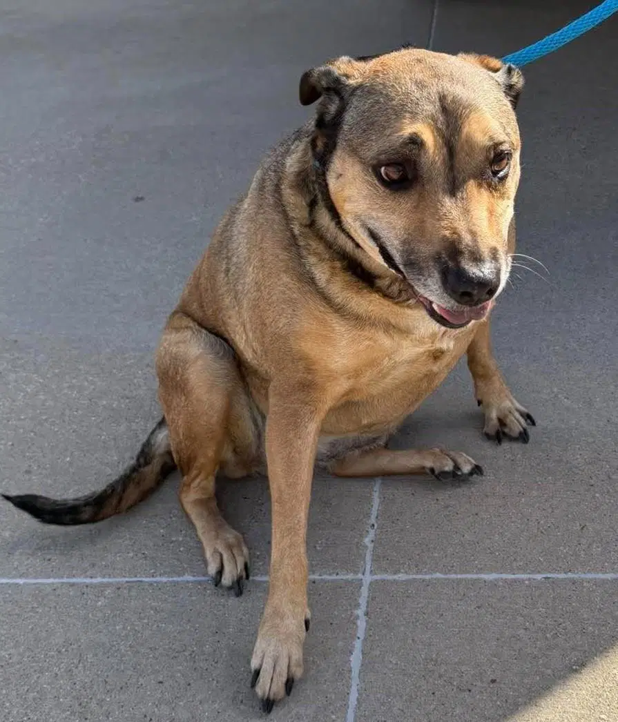 Found Stray Gracie - Shepherd