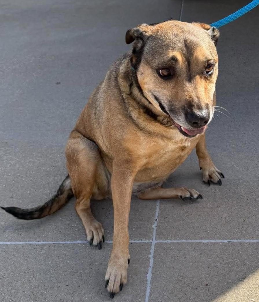 Found Stray Gracie