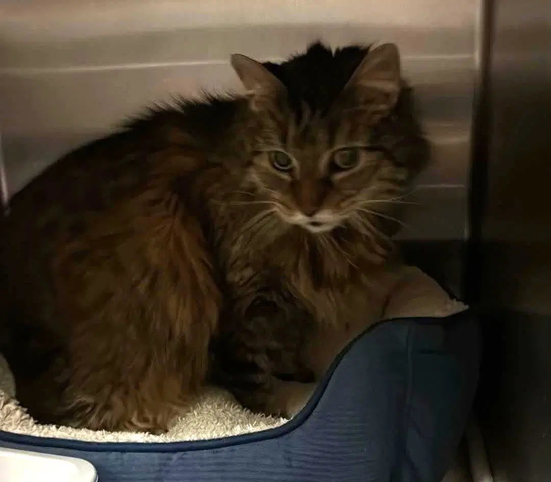 Found Stray Izzy - Domestic Long Hair