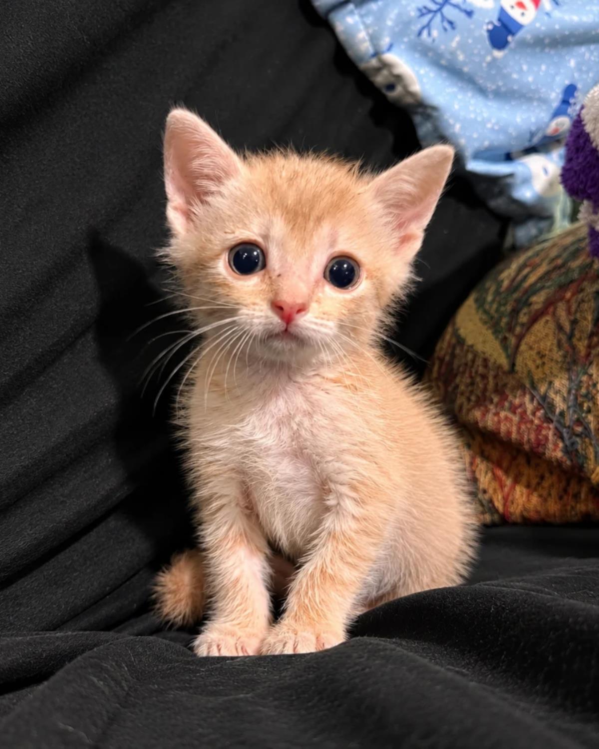 Cobbler-In Foster