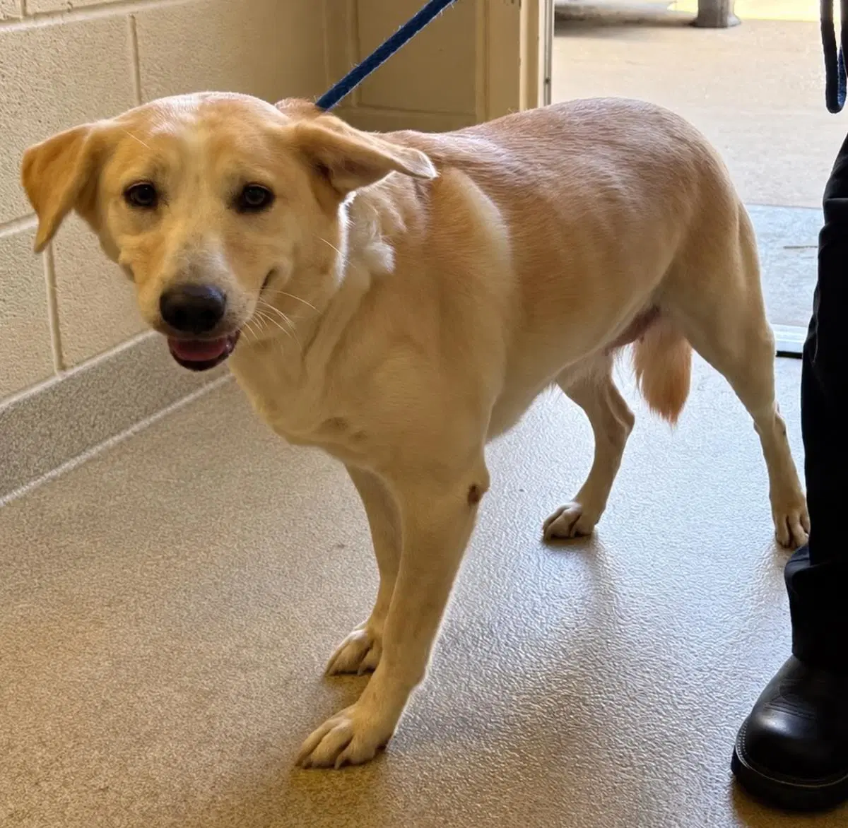 Ruby - Labrador Retriever