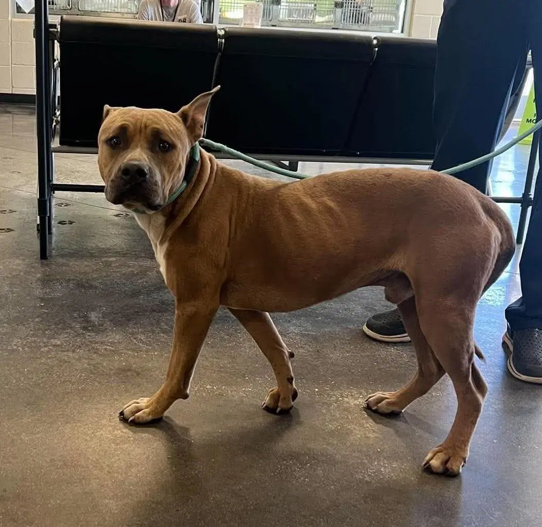 Found Stray Wilber - Pit Bull Terrier