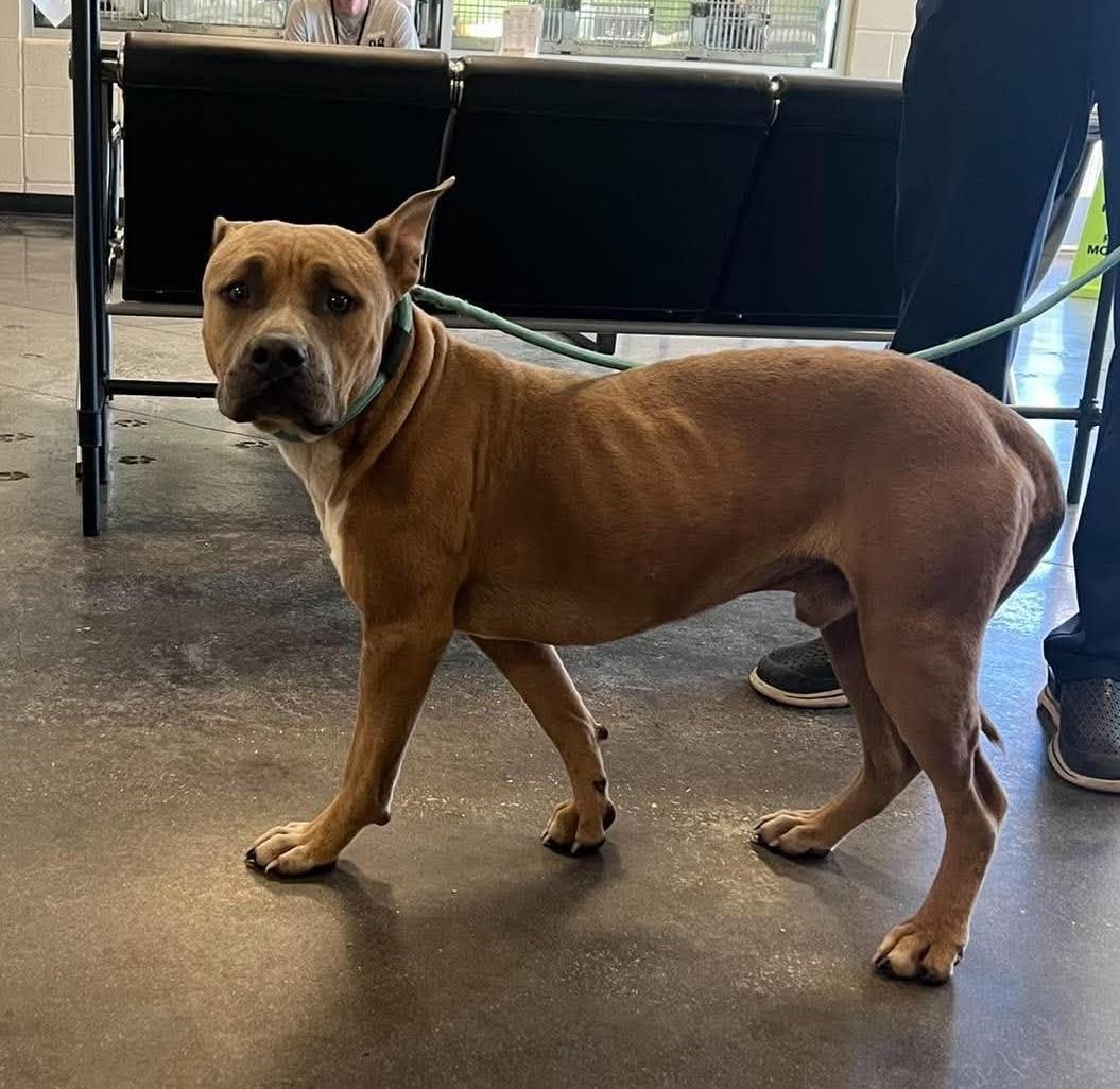 Found Stray Wilber