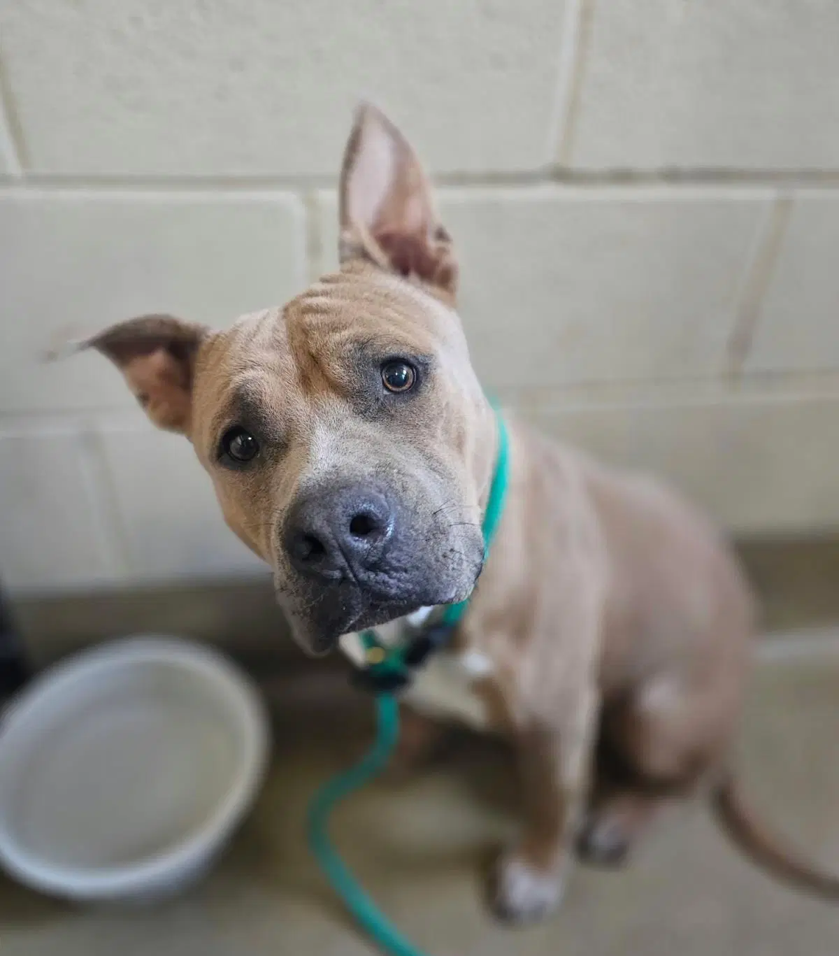 Found Stray Wilber - Pit Bull Terrier