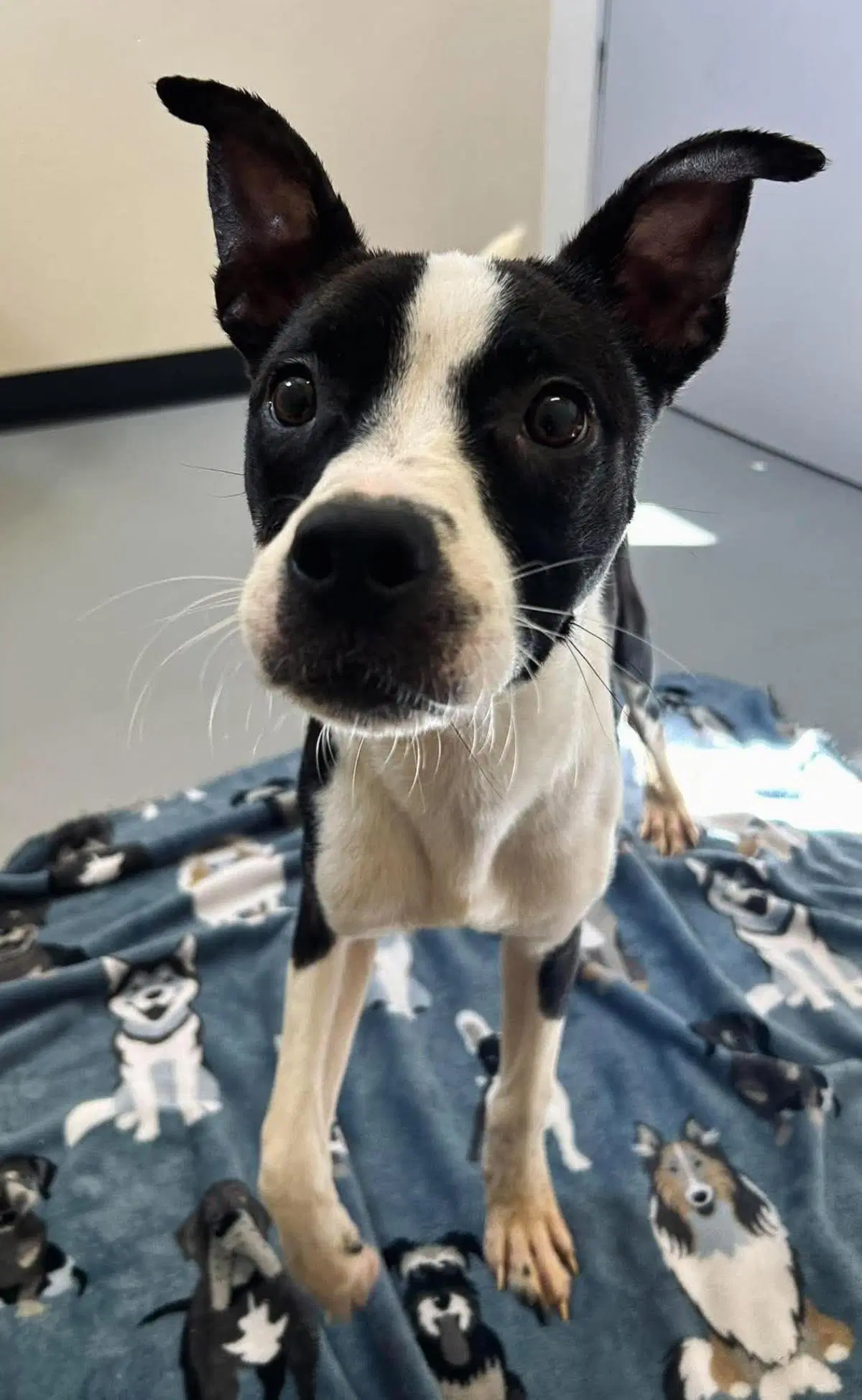 Olive - Boston Terrier