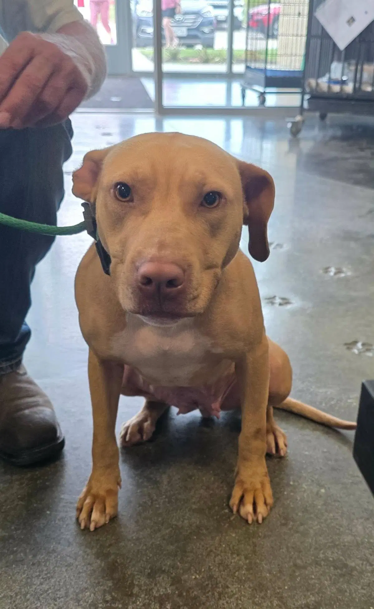 Odessa- Adoption Fee Diamond Dog image 4