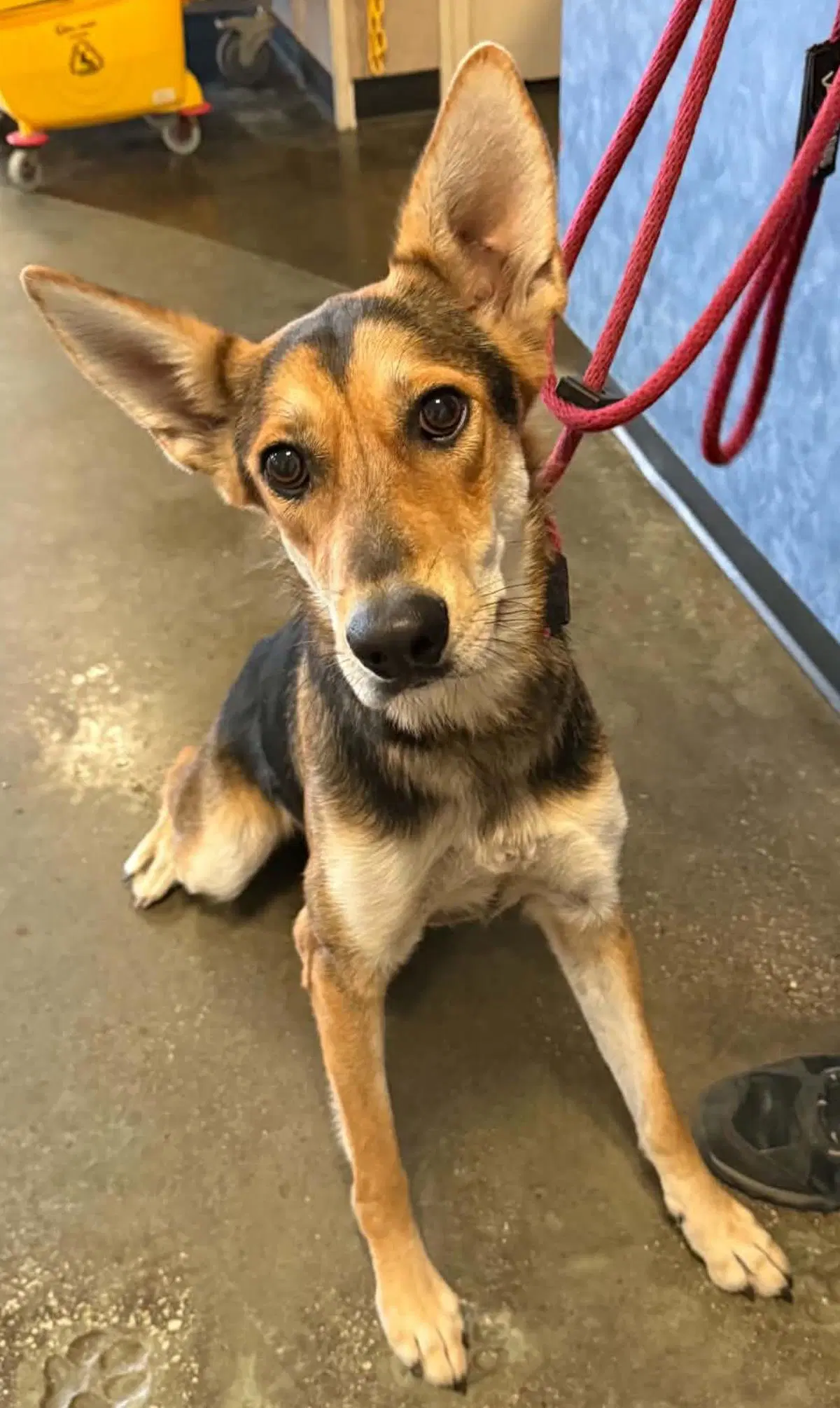 Found Stray Nesta - German Shepherd Dog