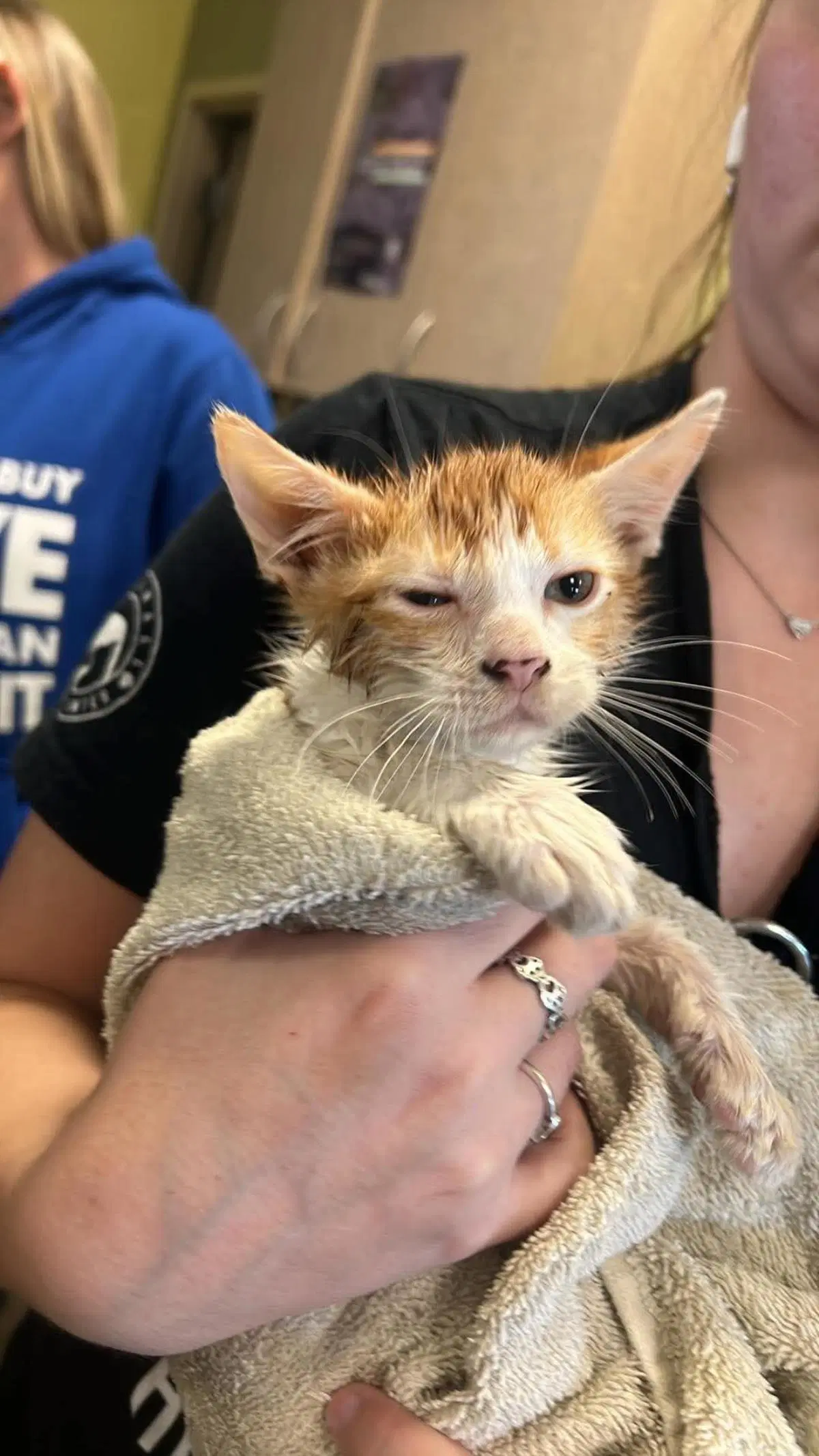 Pickles - Domestic Short Hair