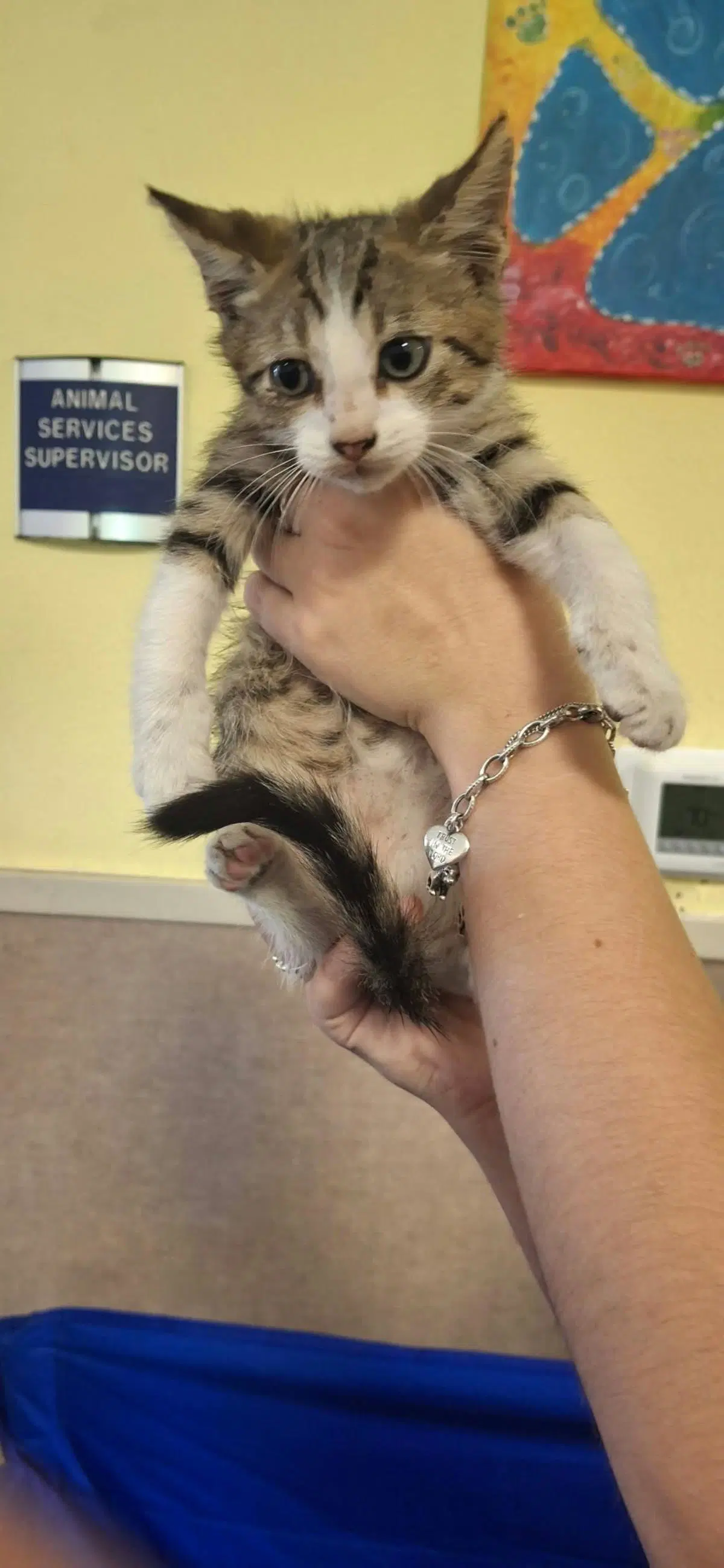 Pesto - Domestic Short Hair