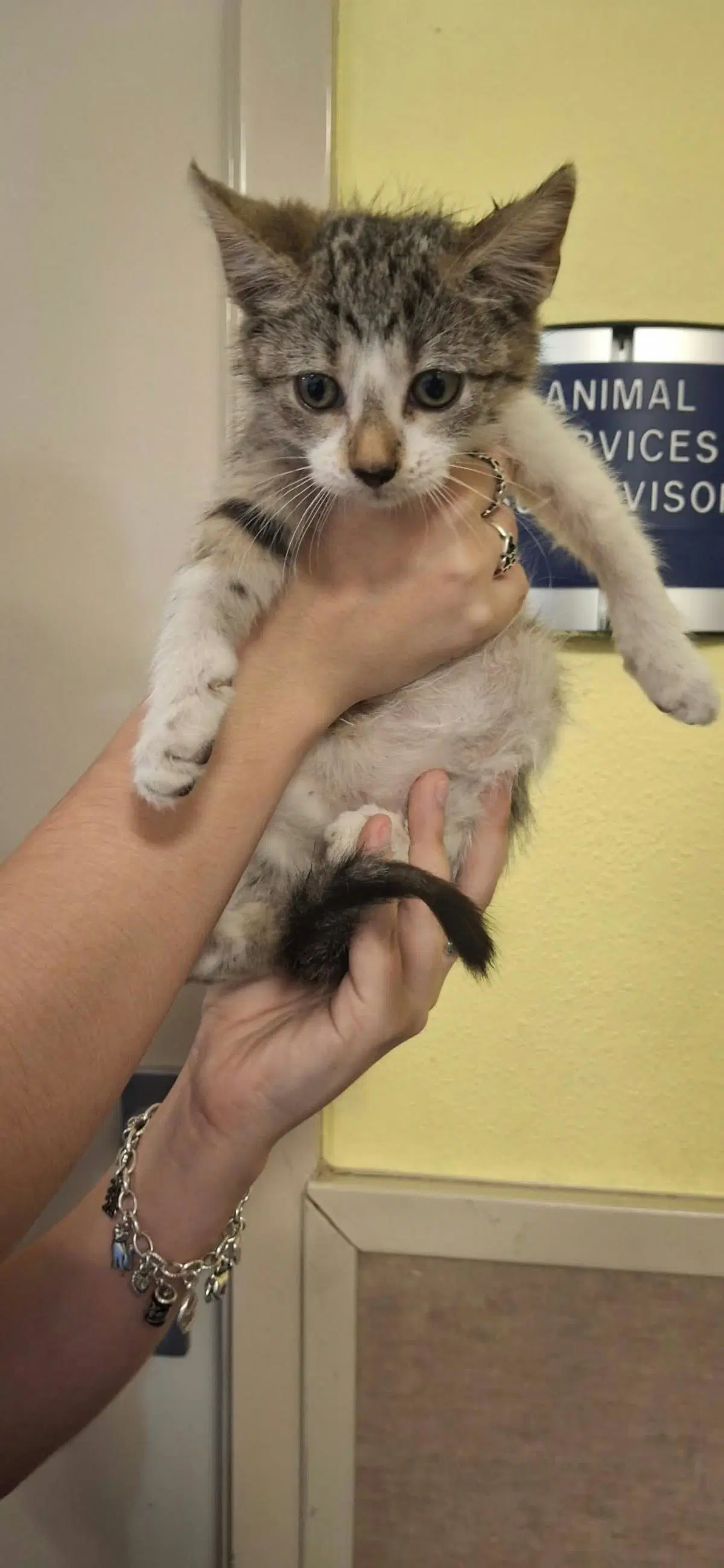 Pecan - Domestic Short Hair