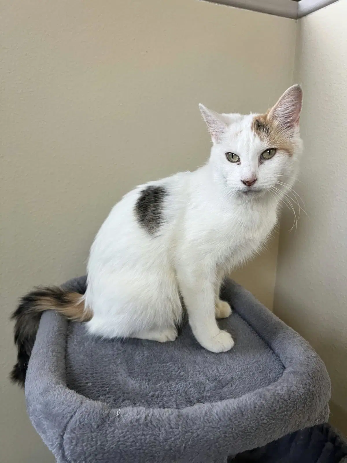 Posie - Domestic Medium Hair