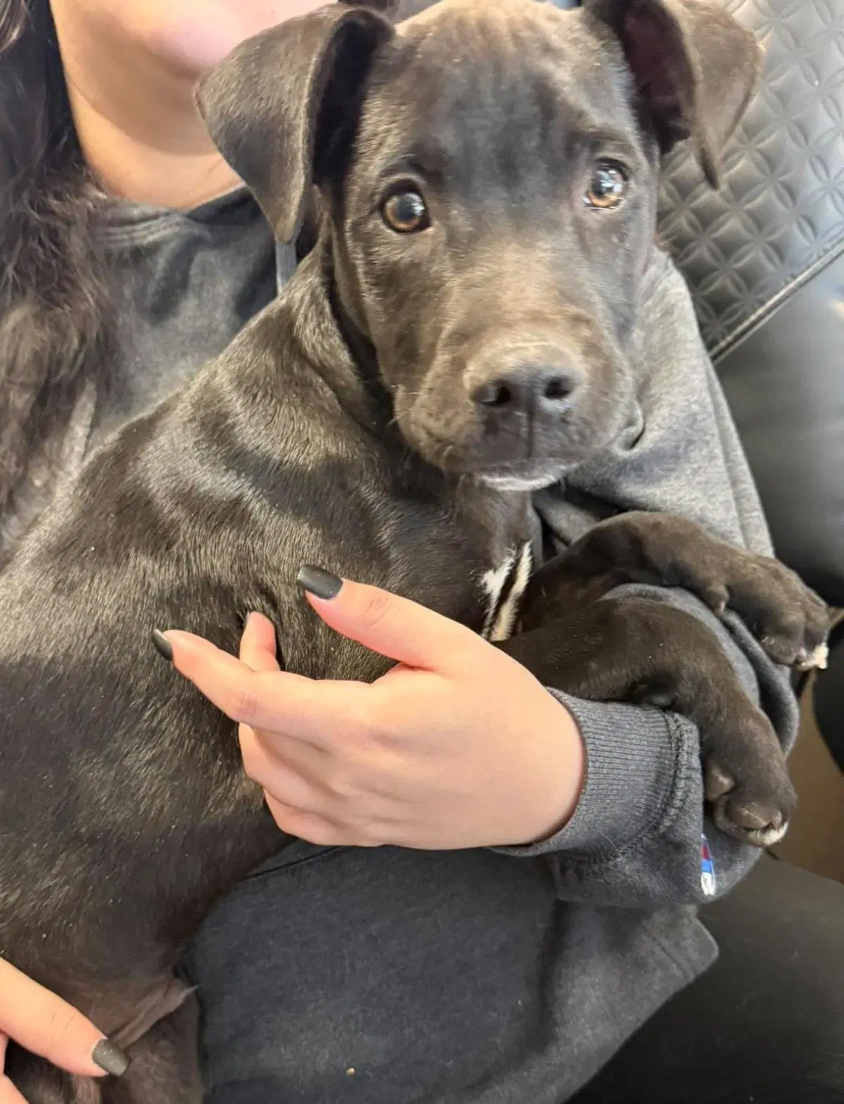 Found Stray Coal - Labrador Retriever
