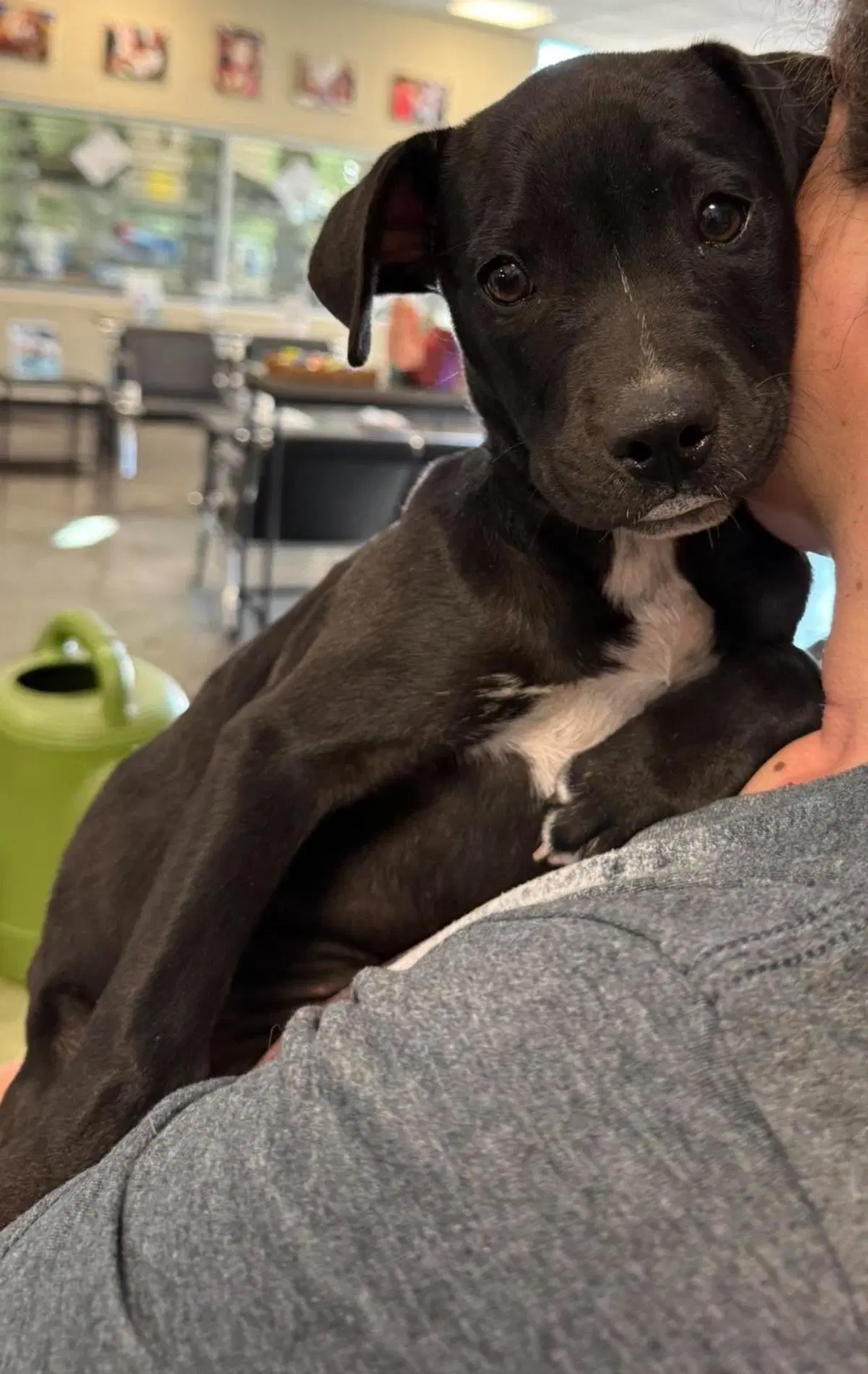 Found Stray Raven - Labrador Retriever