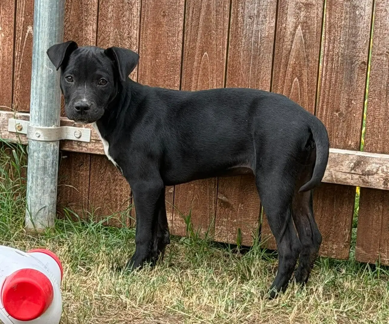 Found Stray Raven - Labrador Retriever