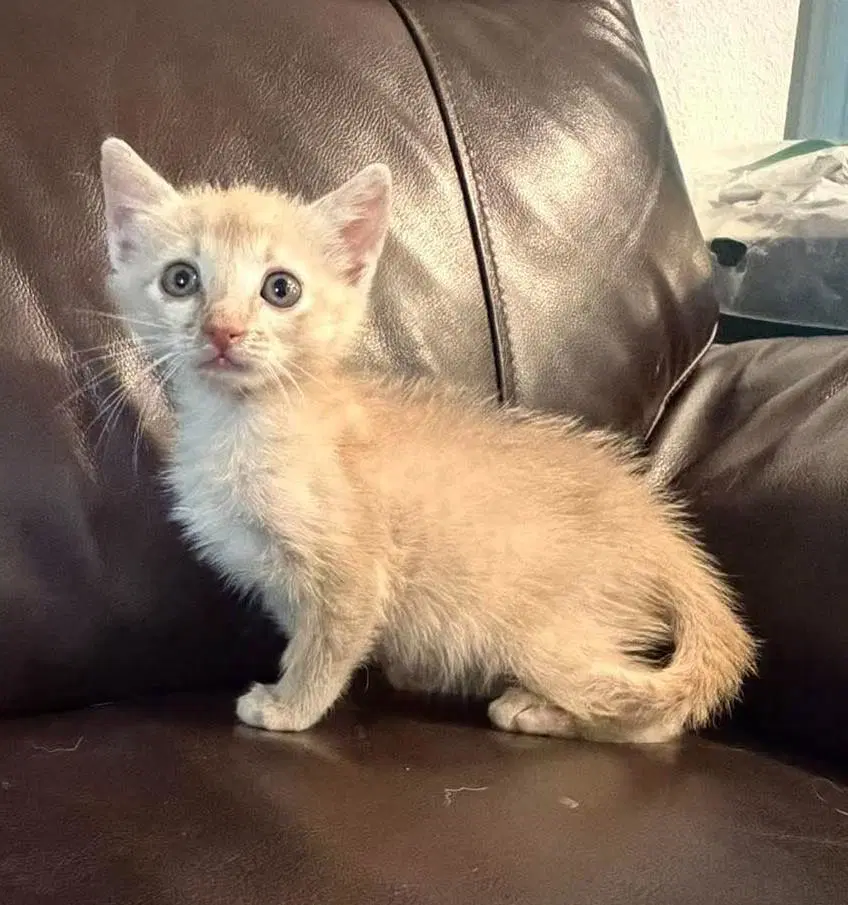 Brulee-In Foster - Domestic Short Hair