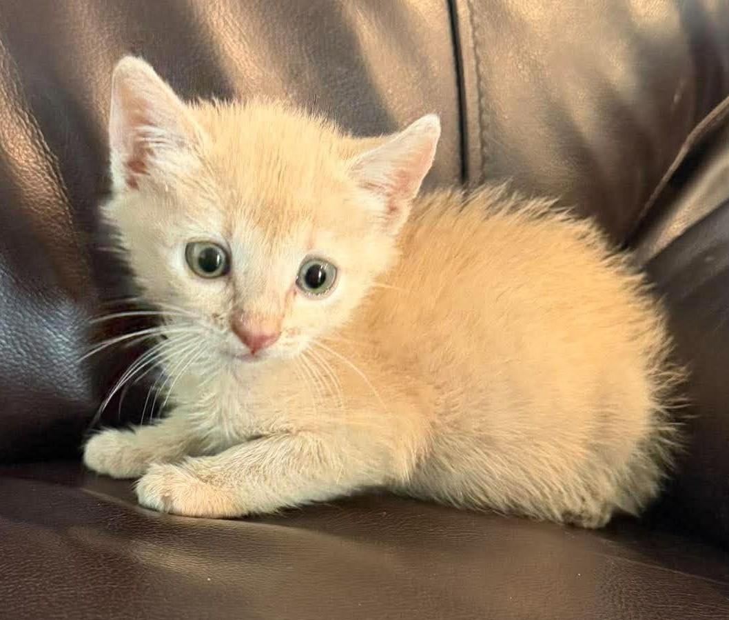 Brulee-In Foster, photo 3