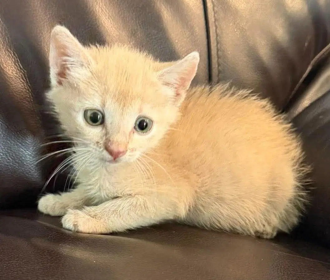 Brulee-In Foster image 3