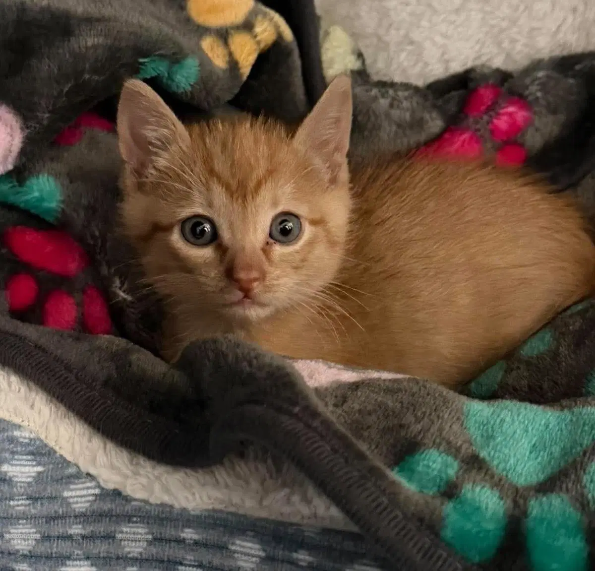 Poptart - Domestic Short Hair