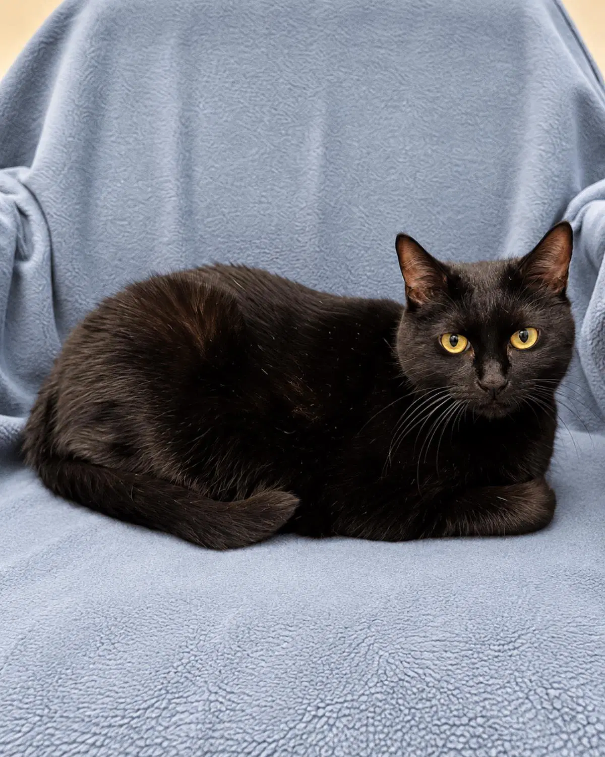 Lilith - Domestic Short Hair