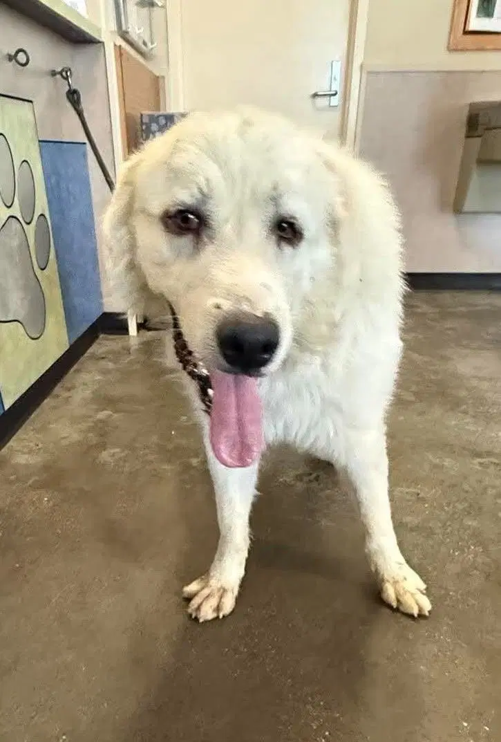 Found Stray Bixby - Great Pyrenees