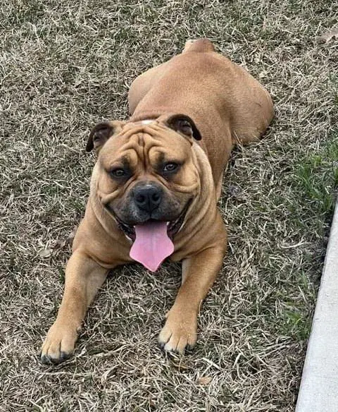 Maverick-In Foster - American/English Bulldog