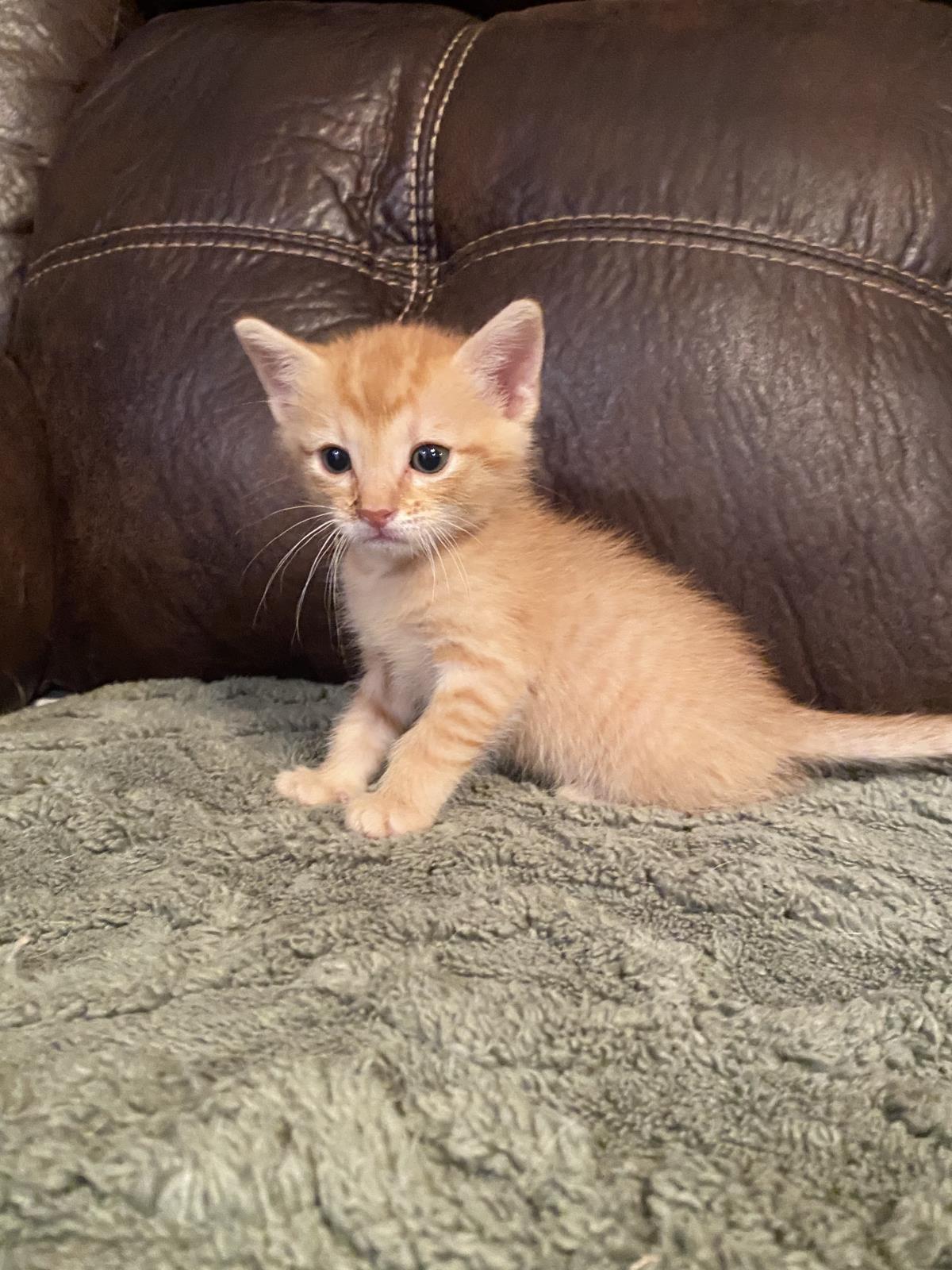 Macaroon- In Foster