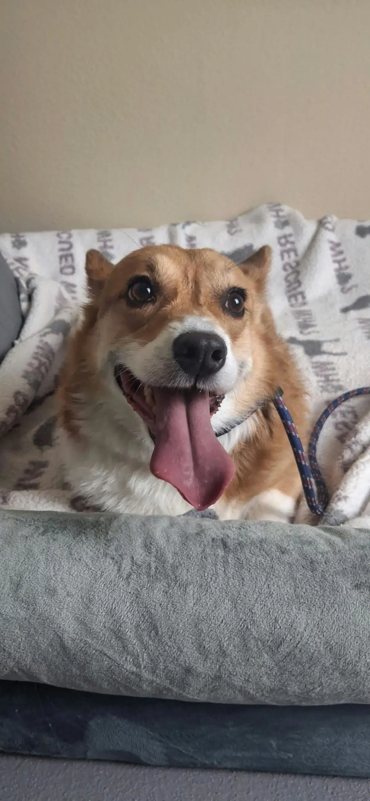 Simon - Corgi