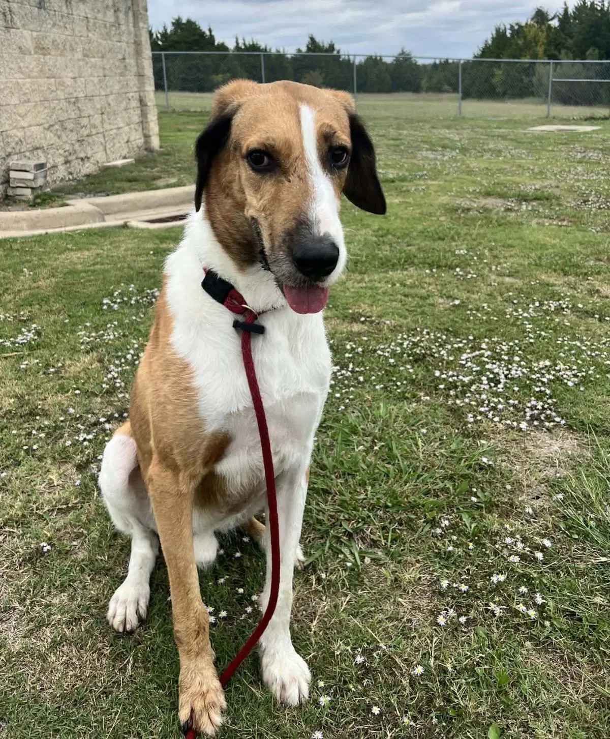 Found Stray Axel - Great Dane