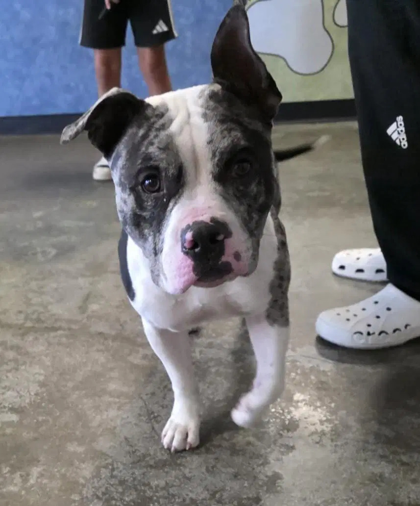 Found Stray Biscotti - Bulldog