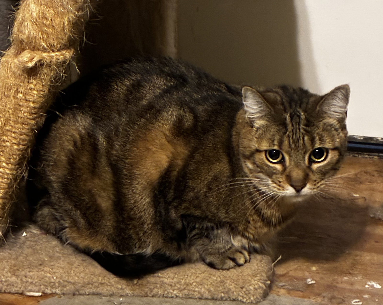 Missy
